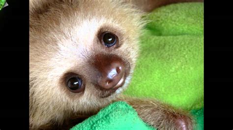 Animals Top 15 Cutest Baby Animals Youtube