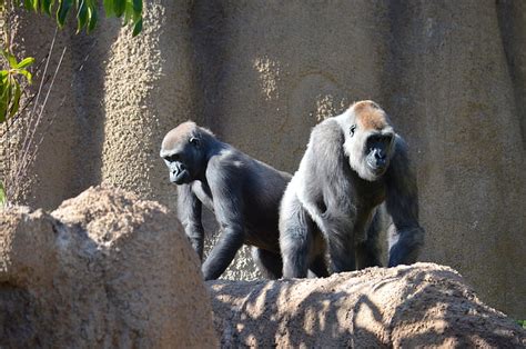 Gorillas Monkey Zoo Primates Gorilla Hd Wallpaper Peakpx