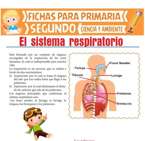 Sistema Respiratorio Para Segundo De Primaria Actividades Educativas