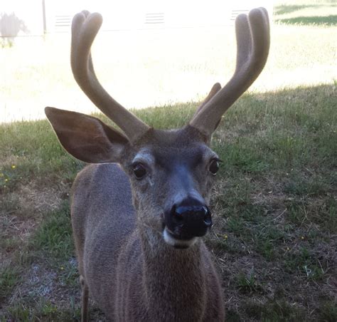 A Deer Selfie Mendonoma Sightings