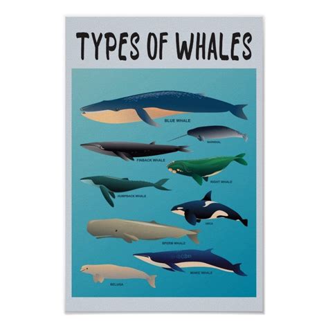 Types Of Whales Ocean Mammal Variety Poster Zazzle Types Of Whales