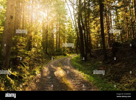 Beautiful Green Forest With Sun Rays Coming Through Stock Photo Alamy