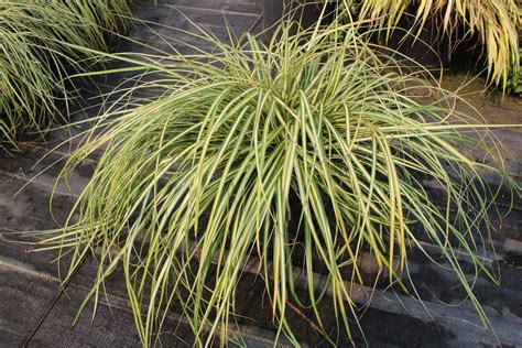 Buy Carex Oshimensis Evergoldjapanese Sedge Grass Conifer Kingdom