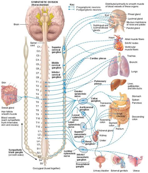 Structure Of The Sympathetic Division Of The Autonomic Nervous System