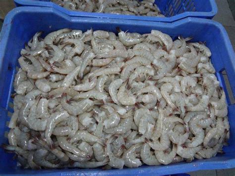 Frozen Shrimps Black Tiger Prawn Vannamei And White Shrimps Thailand