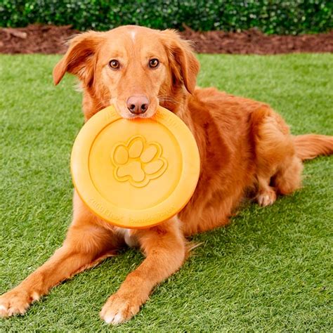 10 Best Dog Frisbees Reviewed In 2022