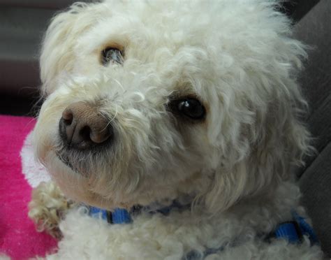 Use the search tool below and browse adoptable cocker spaniels! Cocker Spaniel and Poodle Mix