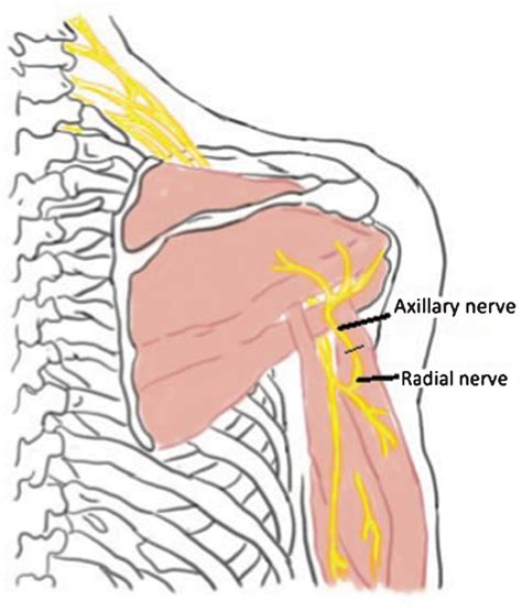 Axillary Nerve Distribution