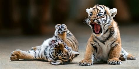 Rare Malayan Tiger Cubs Show Their Personalities Zooborns