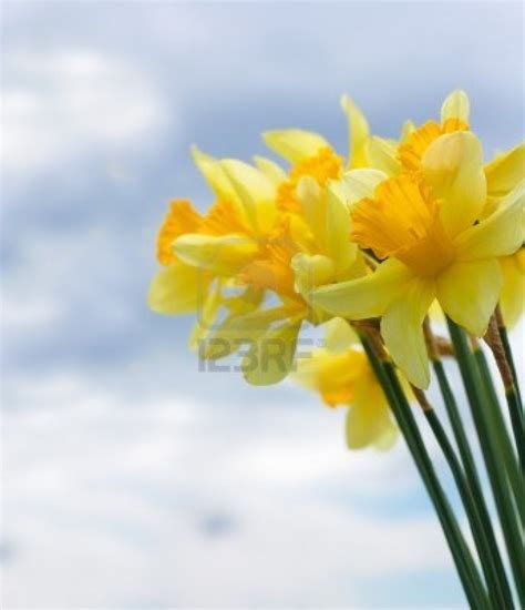 Closeup Of Daffodil Flowers In Front Of Cloudy Sky With Copyspace