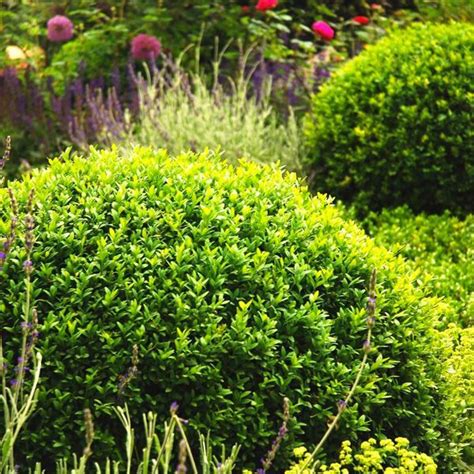 20 Best Boxwood Shrubs To Plant Boxwood Bush And Hedge Ideas