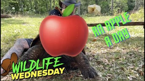 Wildlife Wednesday - YouTube