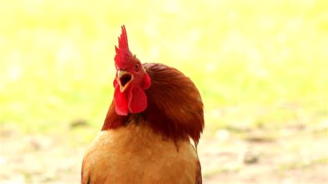 Chicken Alarm Clock Stock Videos And Royalty Free Footage Istock