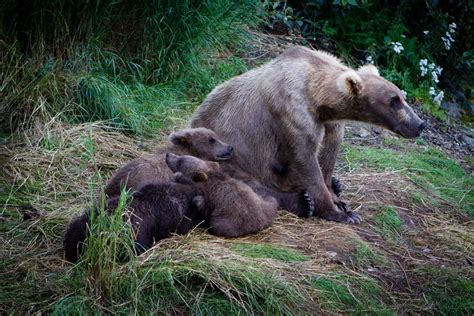a mother bear sits with her three spring cubs bear mother bears katmai
