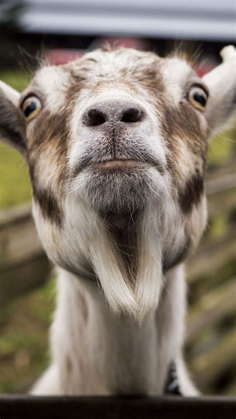 Funny Goat Wallpapers Top Free Funny Goat Backgrounds Wallpaperaccess