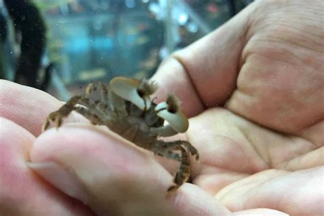 Freshwater Pom Pom Crab Care Habitat And Behavior