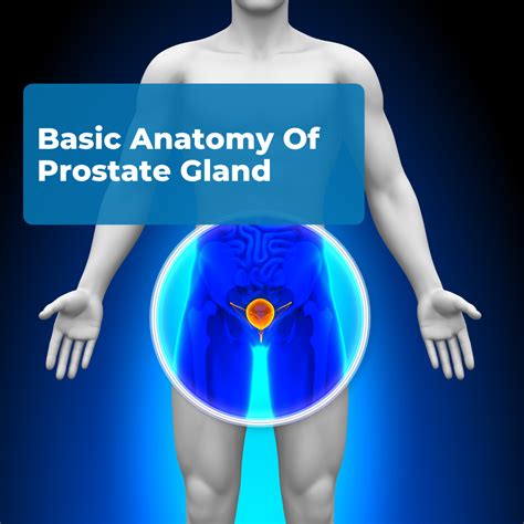 Basic Anatomy Of Prostate Gland Man Cave Health