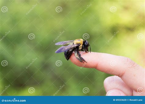 Carpenter Bumble Bee Sitting On A Hand Stock Photo Image Of Hair