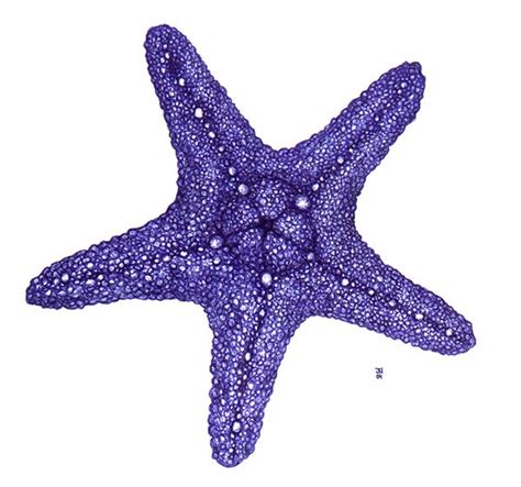 Starfish Clipart Purple Starfish Starfish Purple Starfish Transparent