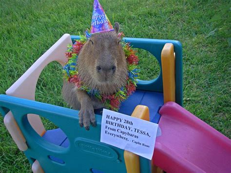 Capybaras Capybara Fluffy Animals Pet Costumes