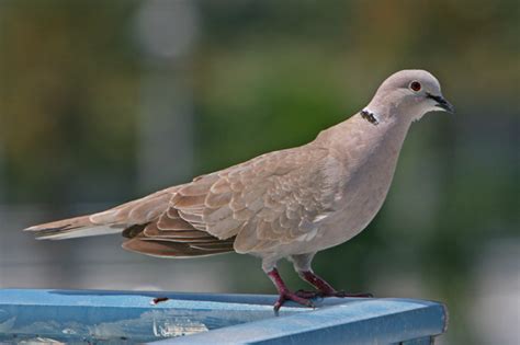 They are using the air arms s410 to take out invasive eurasian collared doves from a cattle farm. The Whitewinged Dove | TigerDroppings.com