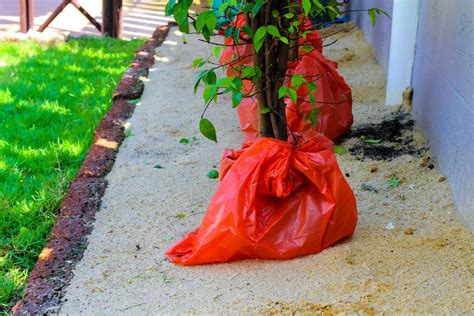 How to transplant a cactus. How to Transplant a Tree