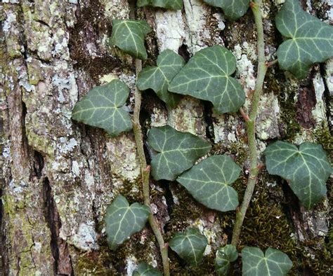 What Are The Different Types Of Ivy With Pictures