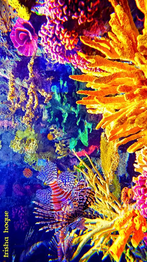 Vibrant Colorful Underwater Coral Reef Photography Coral Reef