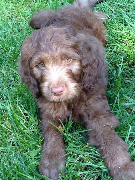 Can you believe there are actually people out there who have never owned a dog or a puppy. About Aussiedoodles - Aussiedoodle Puppies for Sale ...