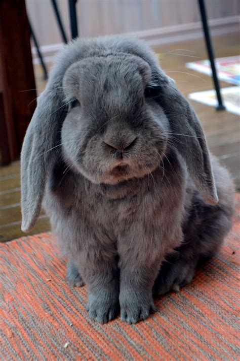 Look At The Soft Fur Pet Bunny Furry Friend Cute Animals
