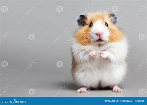Cute Hamster Looking At Camera Front View Stock Illustration