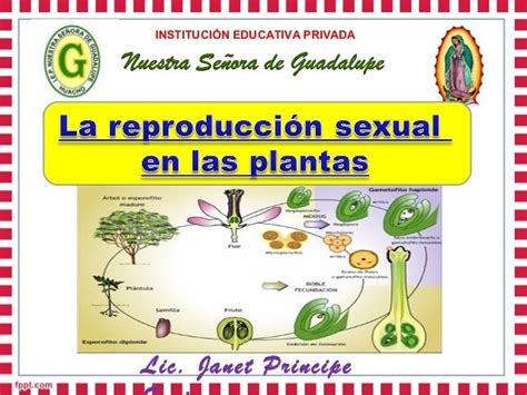 Biologia Para Zanakas 18 Funcion De Reproduccion En Las Plantas Images