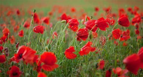 Poppies Blowing In The Wind By Quiksilver1971 On Deviantart