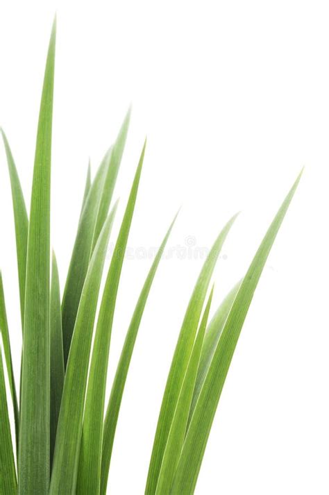 Green Grass Leaves Stock Image Image Of Long Spring 49753657