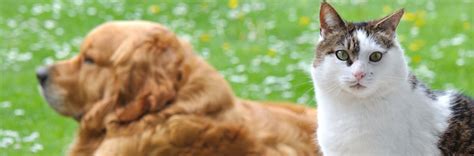 Learn why it's vital that you get your cat vaccinated early on. Parvovirus in Dogs and Cats