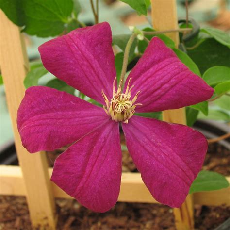 Clematis ‘rouge Cardinal Multiplants