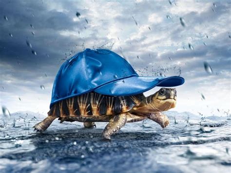 Free Download Beautiful Wallpapers Turtle Hd Wallpaper 600x705 For