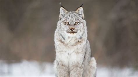 The Wild Canadian Year Canada Lynx Rhino Animal Feline Anatomy