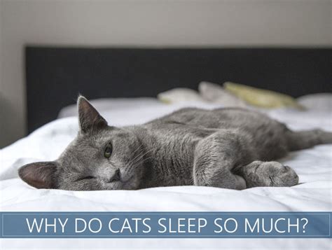 Why Do Cats Sleep So Much Here Are 4 Reasons Why Sleep Advisor