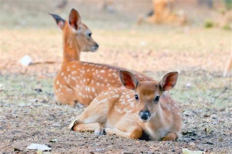 Baby Sika Deer — Stock Photo © Mazikab 47694799