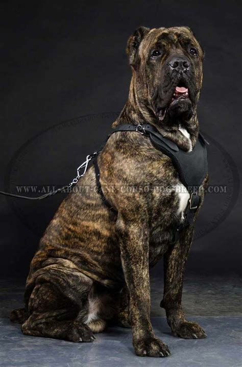 Beautiful Brindle Cane Corso Click On The Image For The Harness