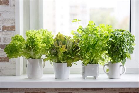 Tips For Growing Lettuce Plants In Pots Clean Green Simple