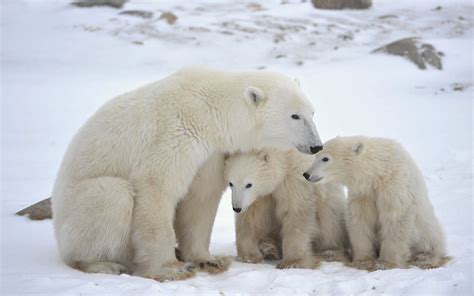 Polar Bears Wallpapers 61 Images