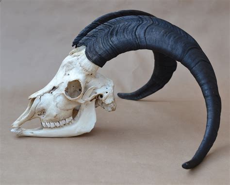 Huge Ibex Goat Skull Real Horns Taxidermy Sheep Ram Etsy