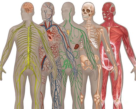 5 Body Systems In Male Anatomy Photograph By Gwen Shockey Fine Art
