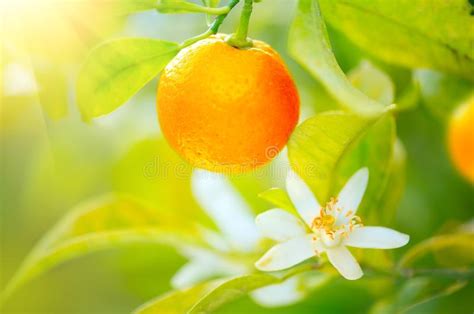 Rijpe Sinaasappelen Of Mandarijnen Die Op Een Boom Hangen Het
