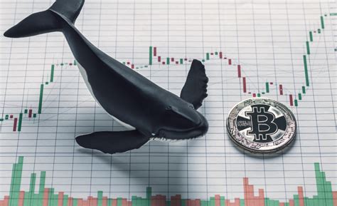 Bitcoin whales are looked at similarly because their extensive holdings can affect large schools of smaller traders with just a few successful trading methods. Bitcoin Whale Transfers 2,407 BTC From Coinbase to Presumed HODL Wallet - BeInCrypto - CroSat