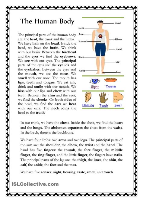 The Human Body Human Body Vocabulary Human Body Reading Human Body
