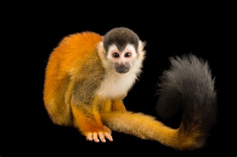 An Endangered Male Black Crowned Central American Squirrel Monkey