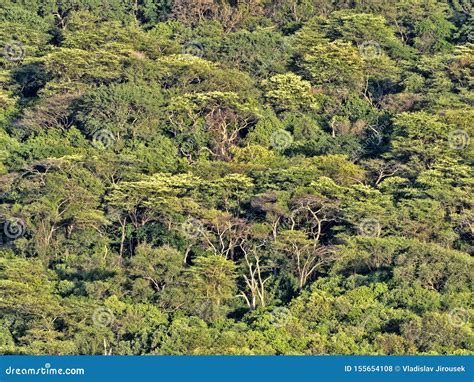 Beautiful Tropical Forest At Lake Abaya Ethiopia Stock Photo Image